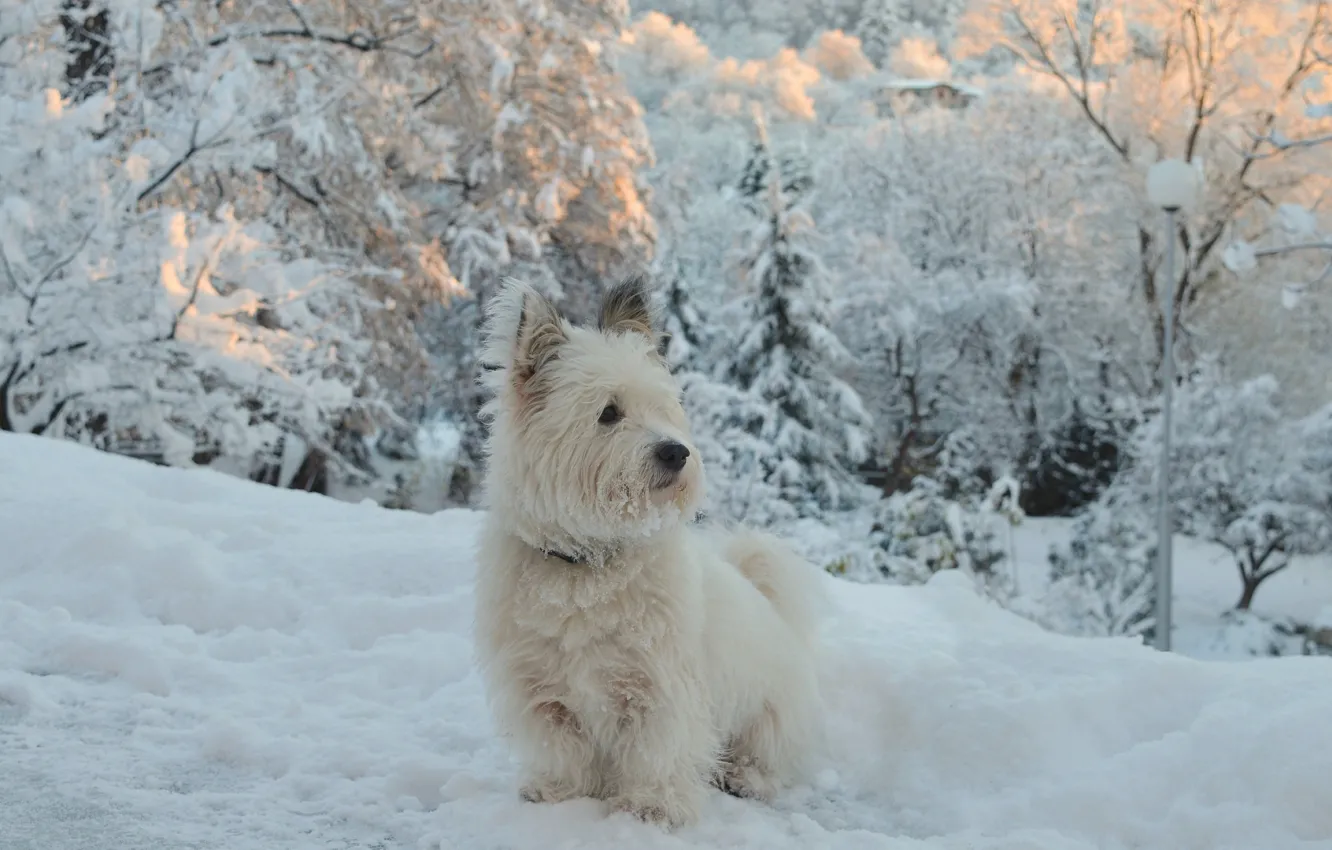 Photo wallpaper winter, snow, dog, dog, winter, snow, The West highland white Terrier