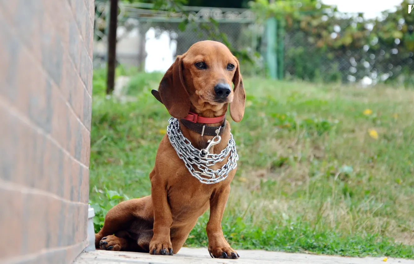 Photo wallpaper each, Dachshund, Figaro