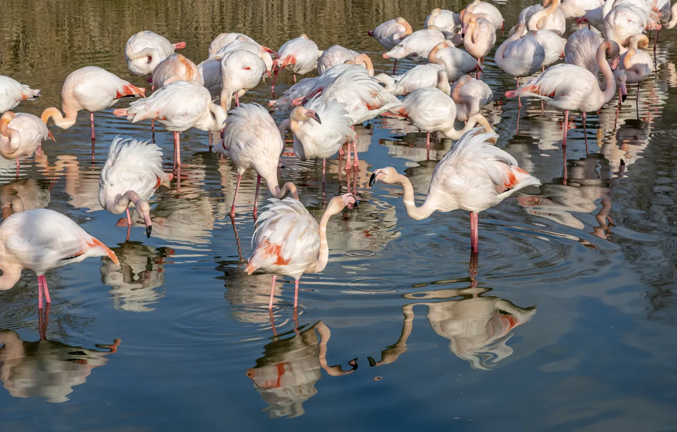 Photo wallpaper reflection, bird, pack, Flamingo, pond, a lot