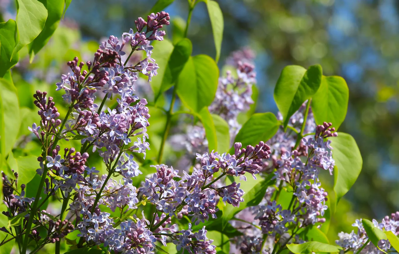 Photo wallpaper flower, spring, lilac