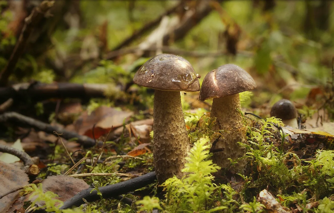 Photo wallpaper forest, mushrooms, spider