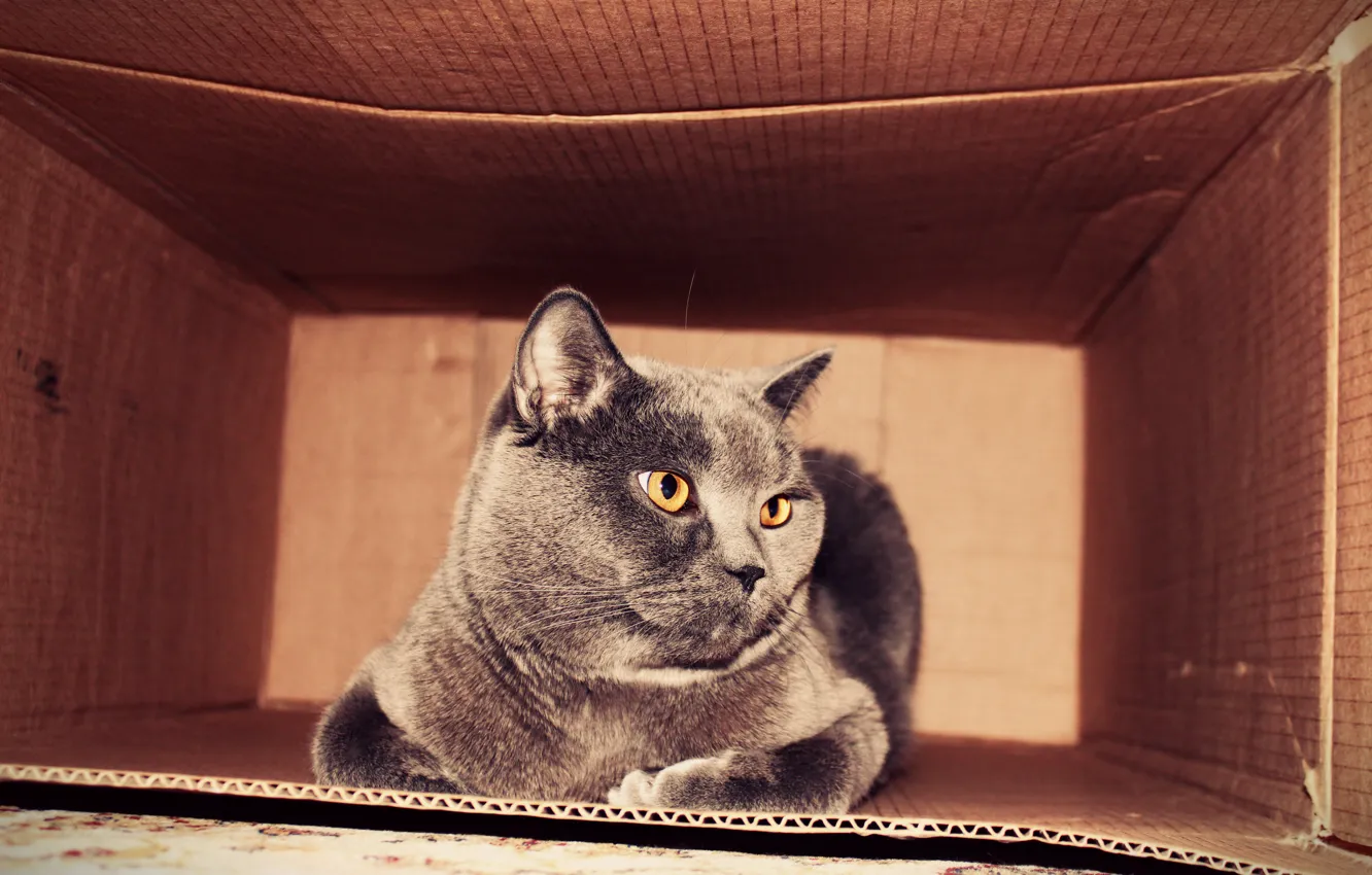 Photo wallpaper cat, cat, box, fluffy, plush, kitty, British, thick