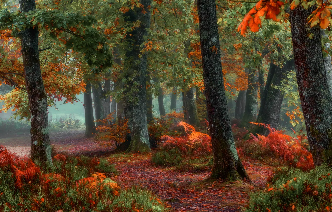 Photo wallpaper autumn, forest, paint