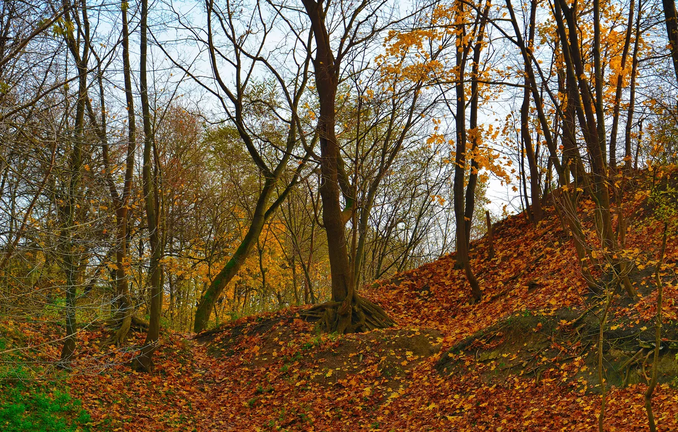 Photo wallpaper autumn, foliage, falling leaves, derieva