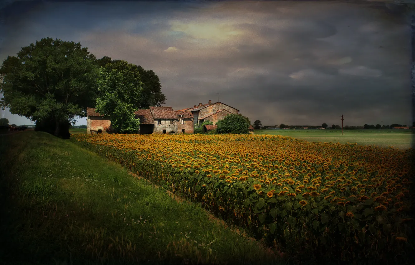Photo wallpaper sunflowers, landscape, style, home