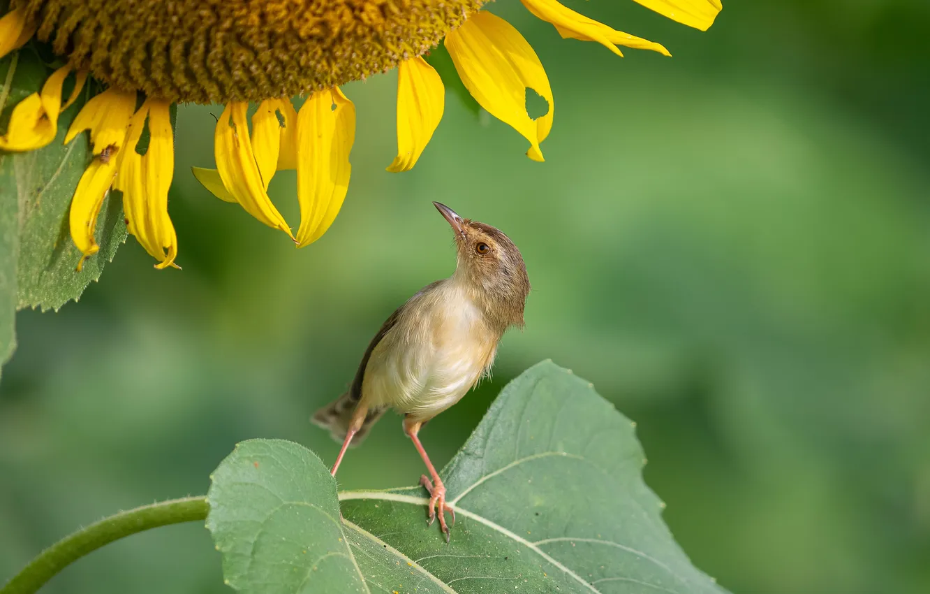 Photo wallpaper summer, sunflowers, bird, bird