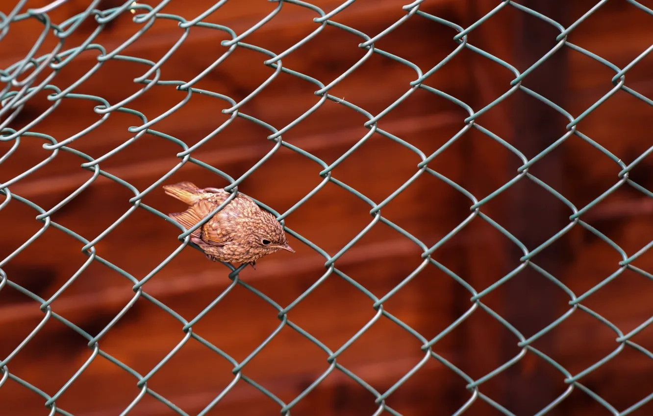 Photo wallpaper background, bird, the fence
