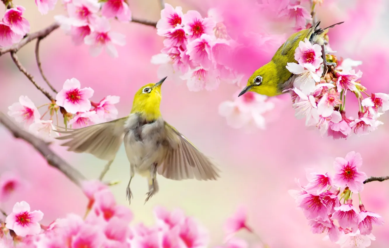 Photo wallpaper birds, branches, nature, spring, Sakura, pair, Taiwan, flowering