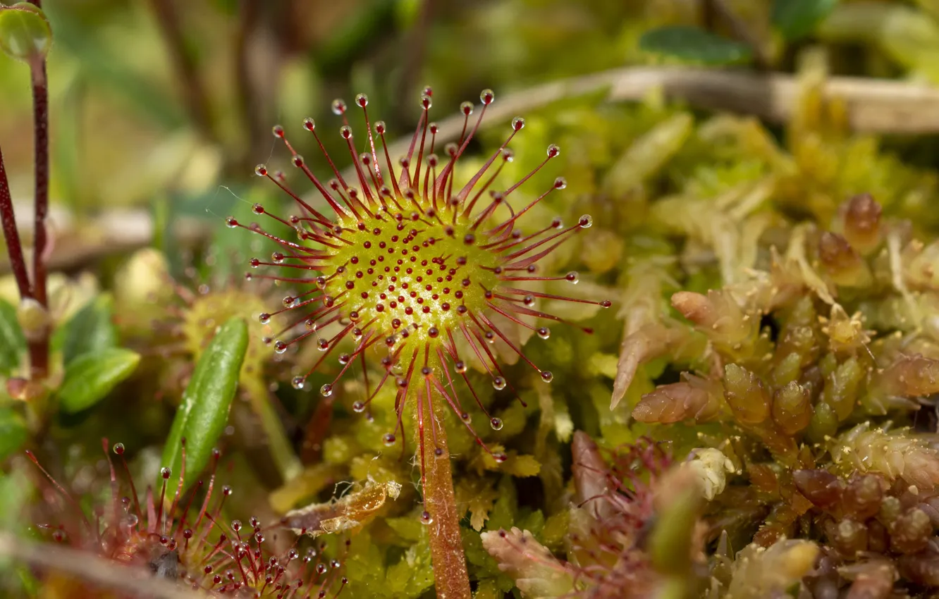 Photo wallpaper summer, macro, swamp, sundew