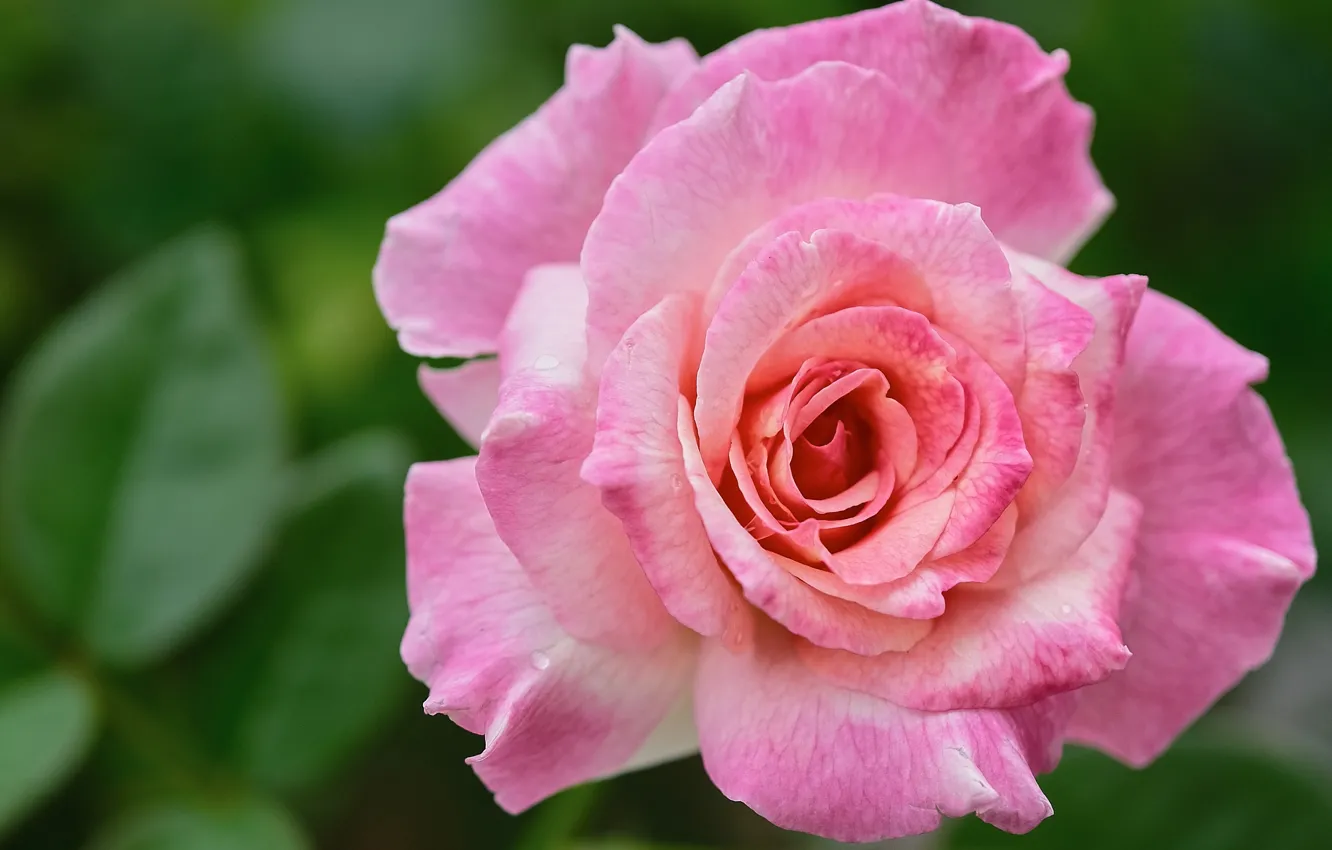 Photo wallpaper macro, roses, pink