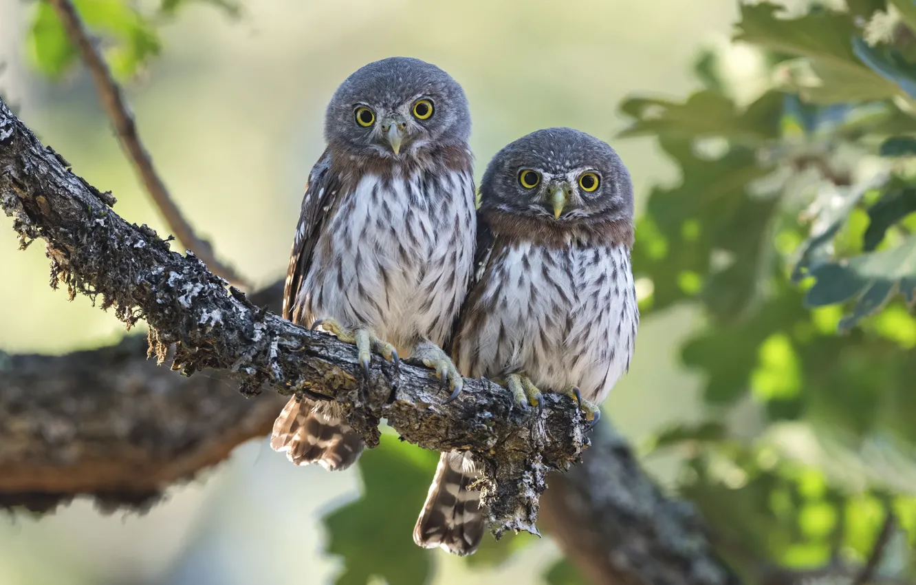 Photo wallpaper look, branches, nature, owl, bird, foliage, pair, a couple