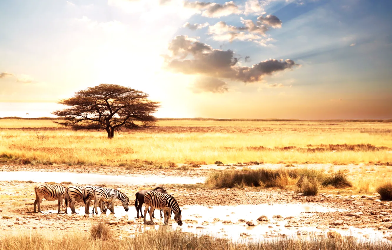 Photo wallpaper animals, the sun, landscape, Savannah, Africa, Zebra, Afric animality, zebras
