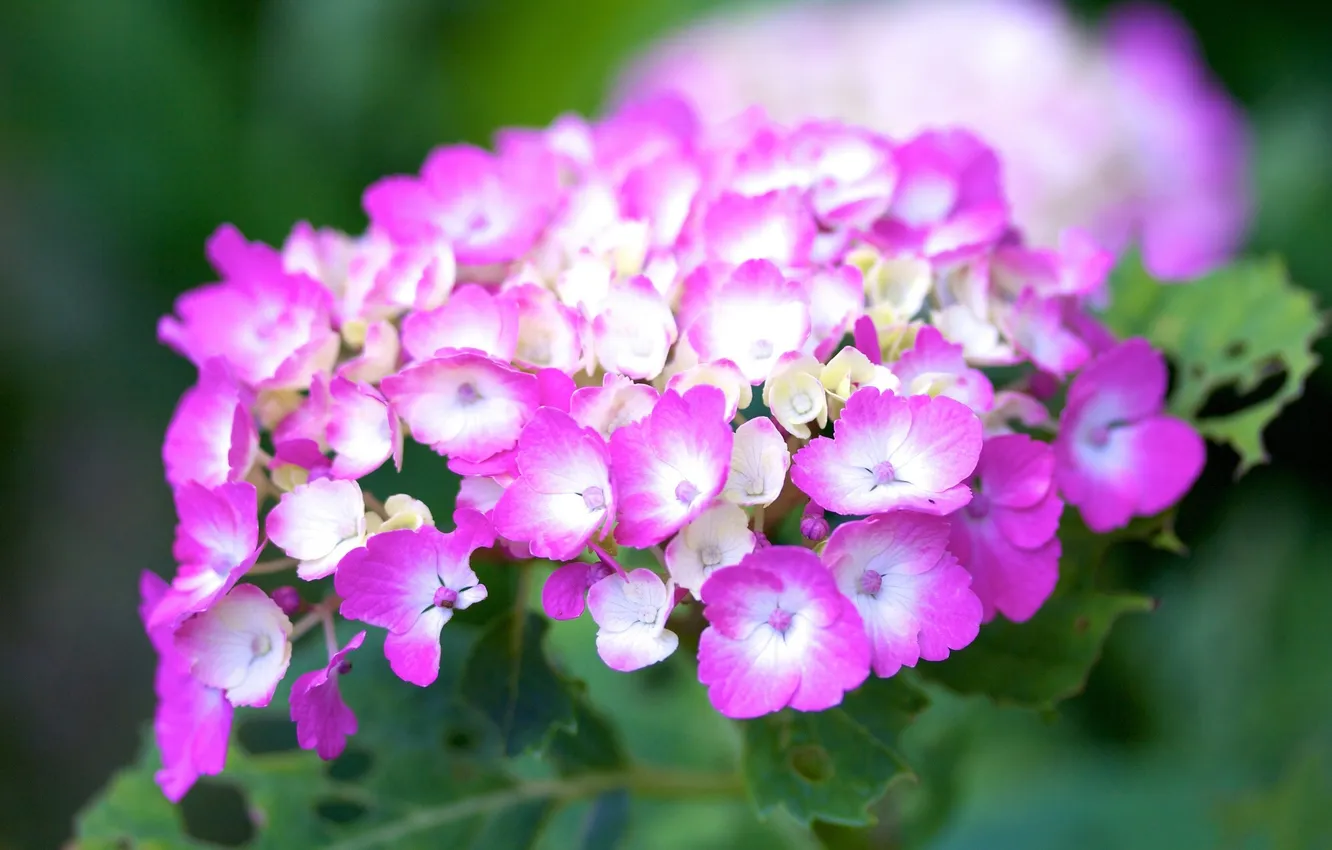 Photo wallpaper macro, hydrangea, inflorescence