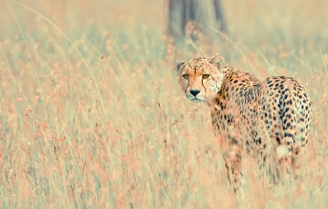 Photo wallpaper nature, background, leopard