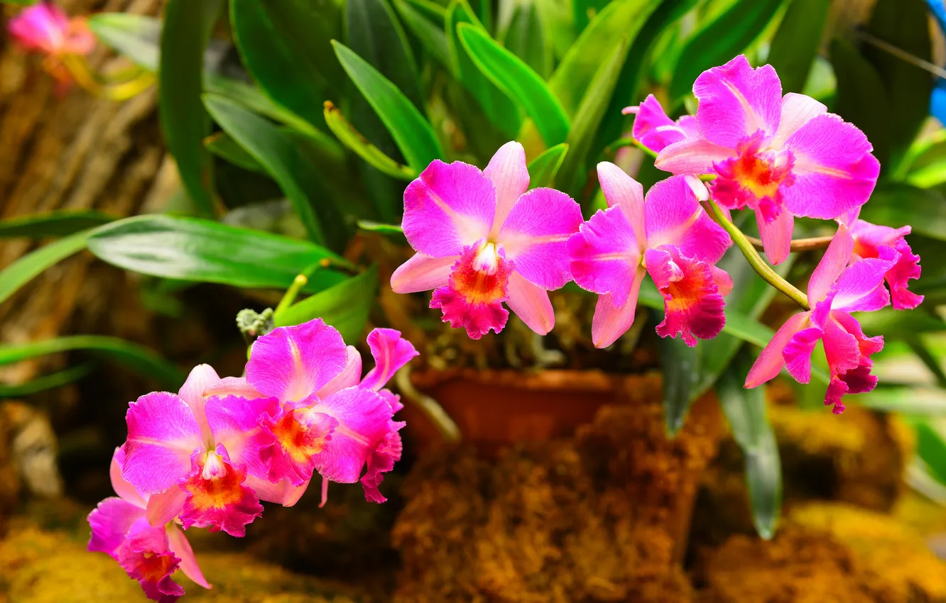 Photo wallpaper leaves, petals, Orchid, greenhouse