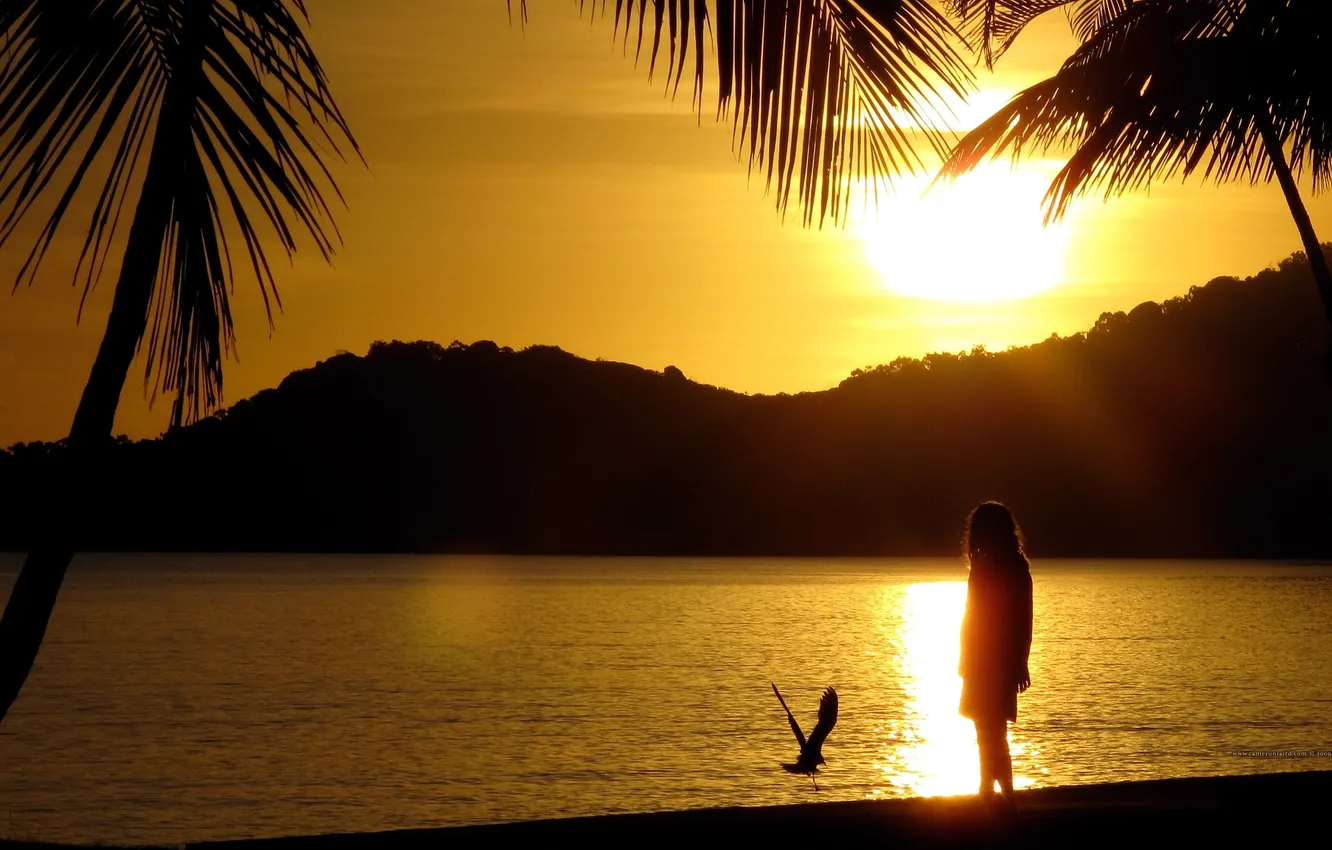 Photo wallpaper beach, the sun, sunset, palm trees, shore, island, Seagull, beautiful