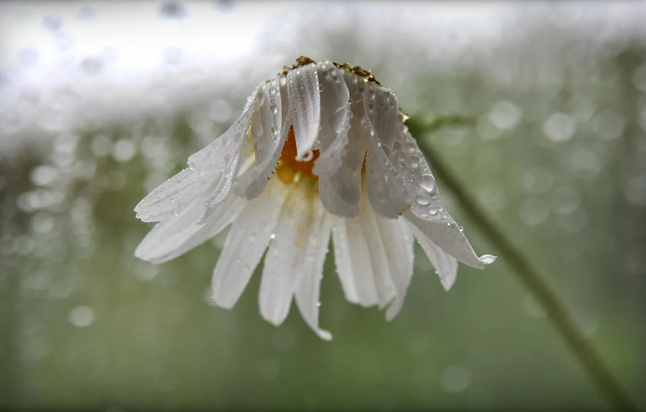 Photo wallpaper rain, chamomile, petals, blur, droplets of water
