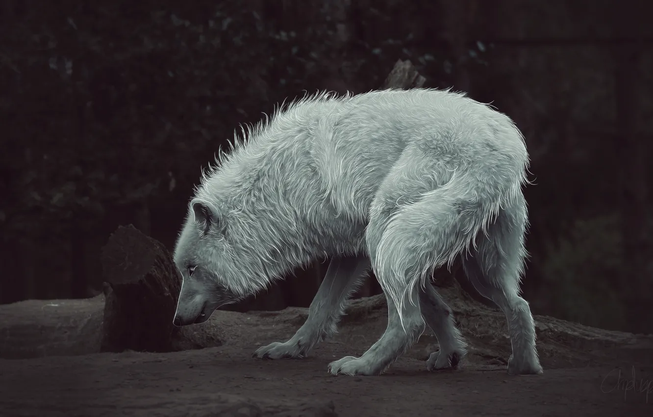 Photo wallpaper nature, wolf, retouching, by Amphispiza