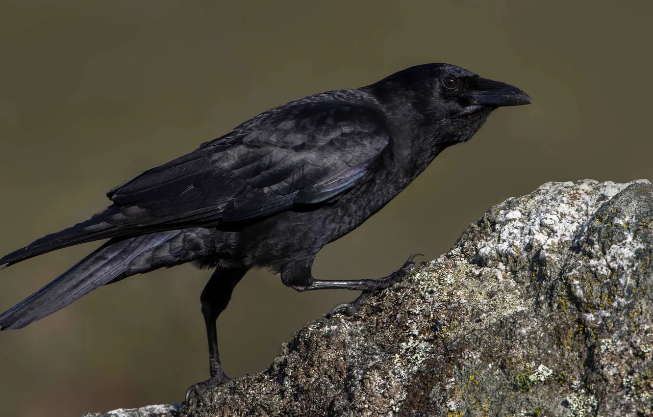Photo wallpaper bird, stone, beak, black crow