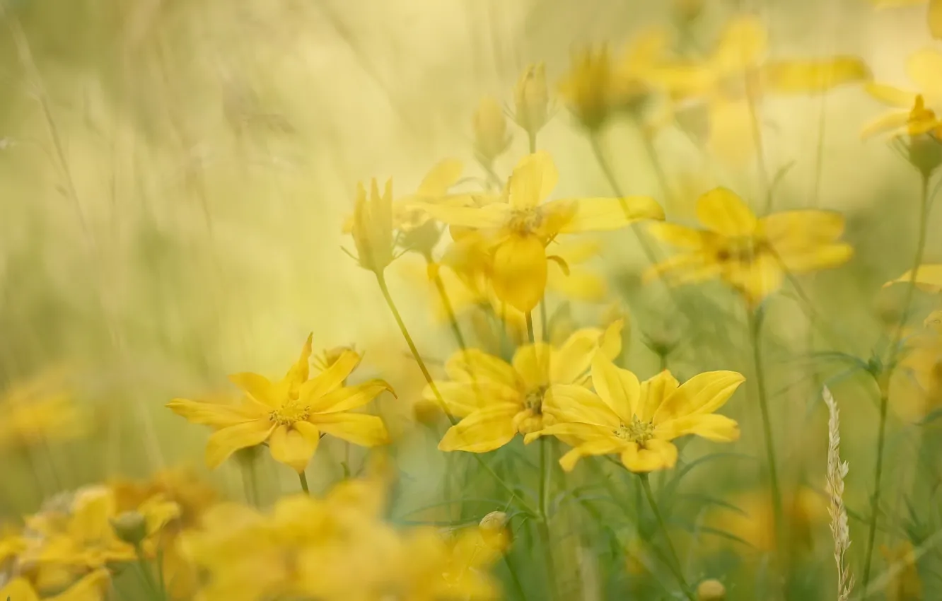 Photo wallpaper summer, flowers, nature