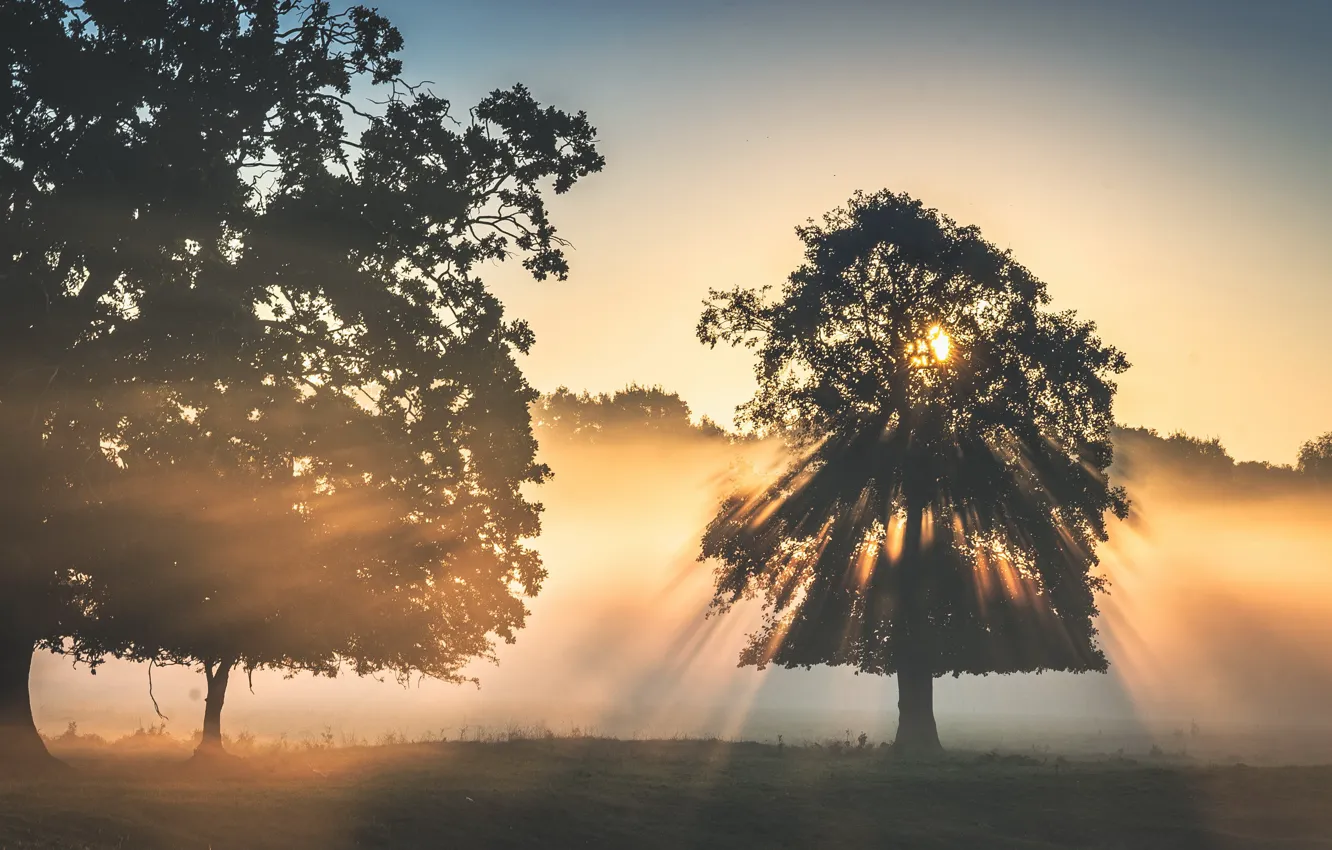 Photo wallpaper trees, sunset, fog
