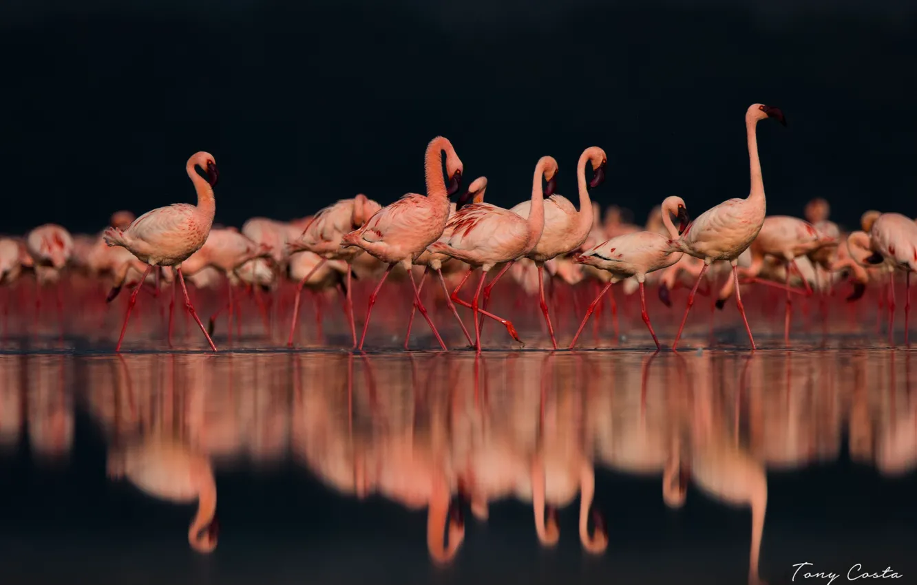 Photo wallpaper reflection, pink, Flamingo