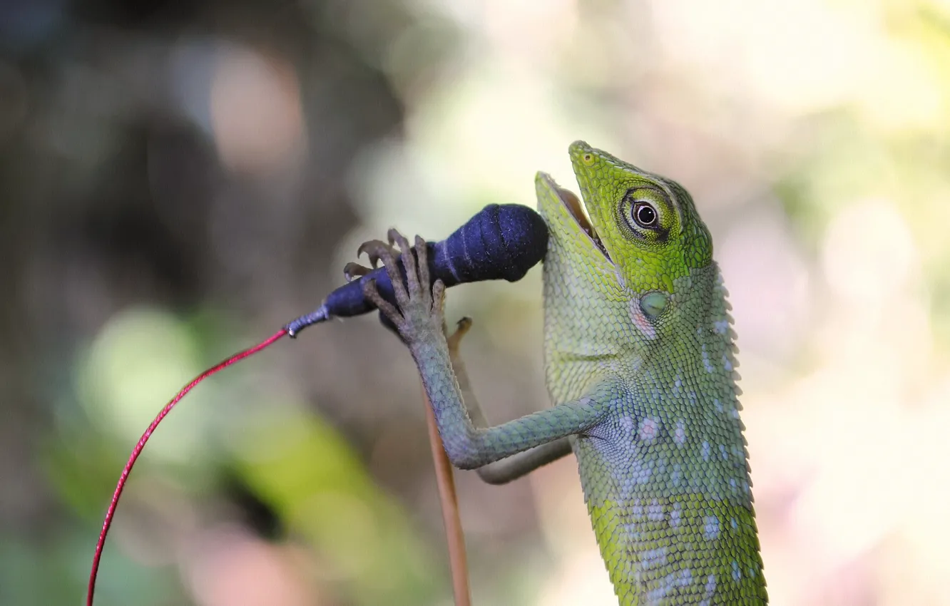 Photo wallpaper lizard, microphone, reptile, singing