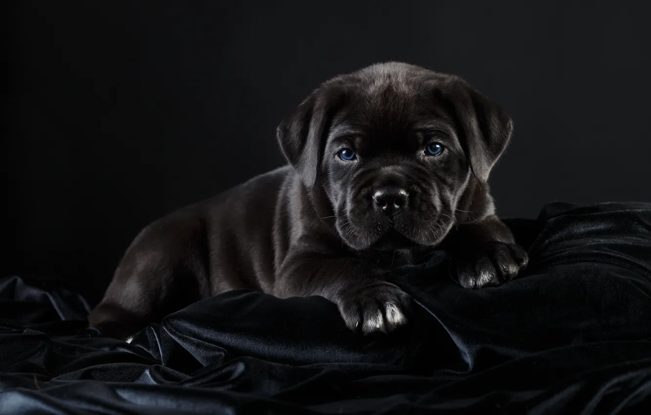Photo wallpaper black, puppy, handsome, cane Corso