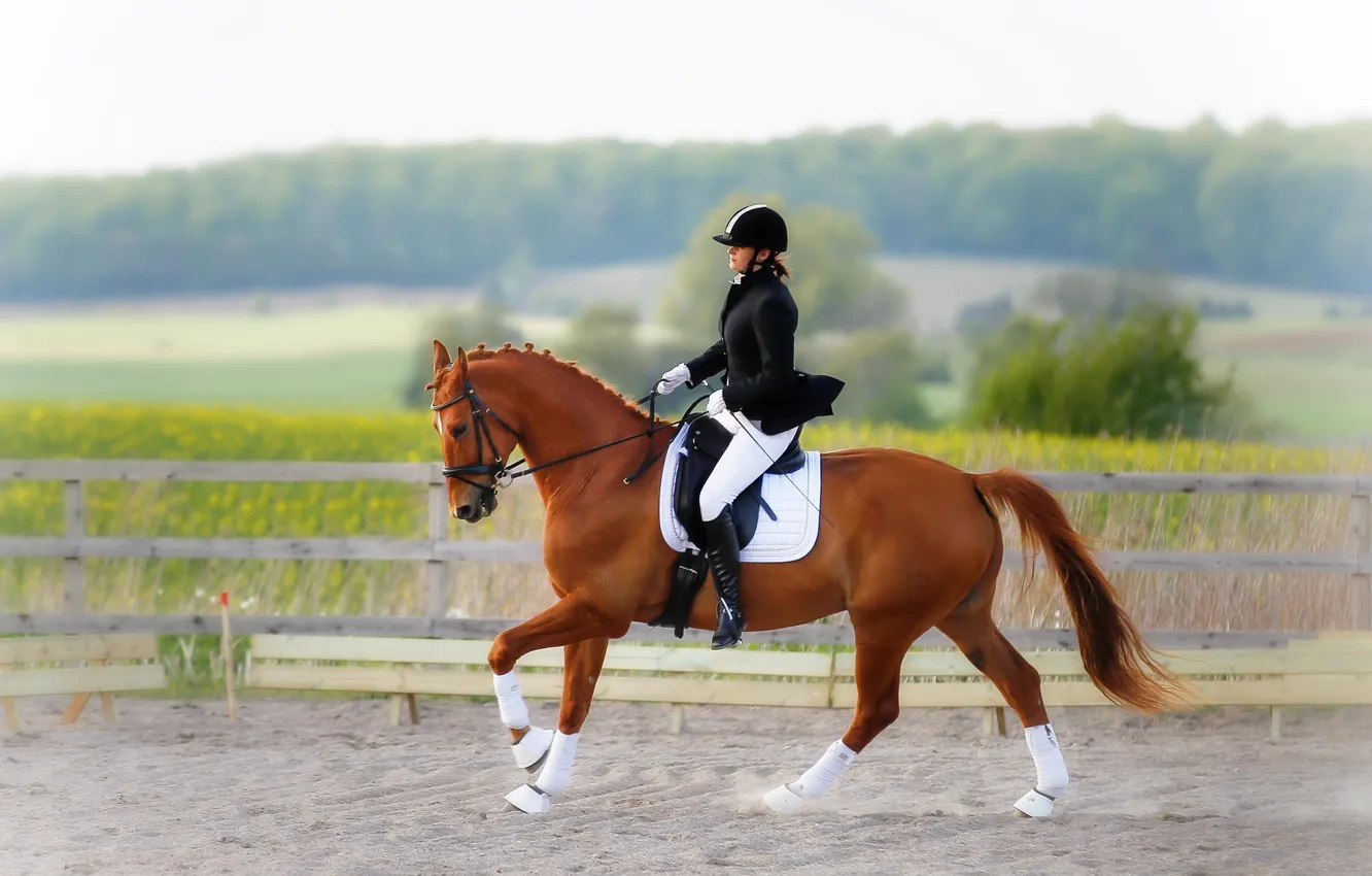 Photo wallpaper rider, horse, horse riding