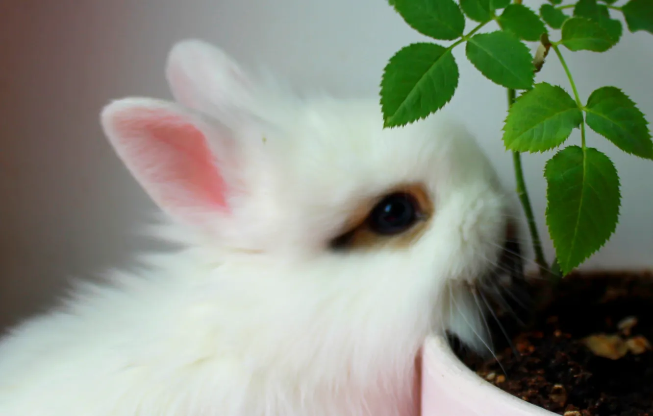 Photo wallpaper flowers, rabbit, pot, Eeyore.
