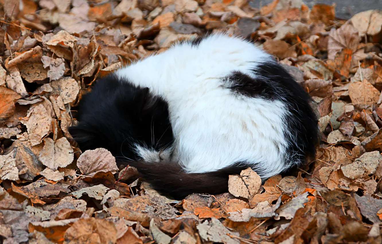 Photo wallpaper autumn, leaves, kitty