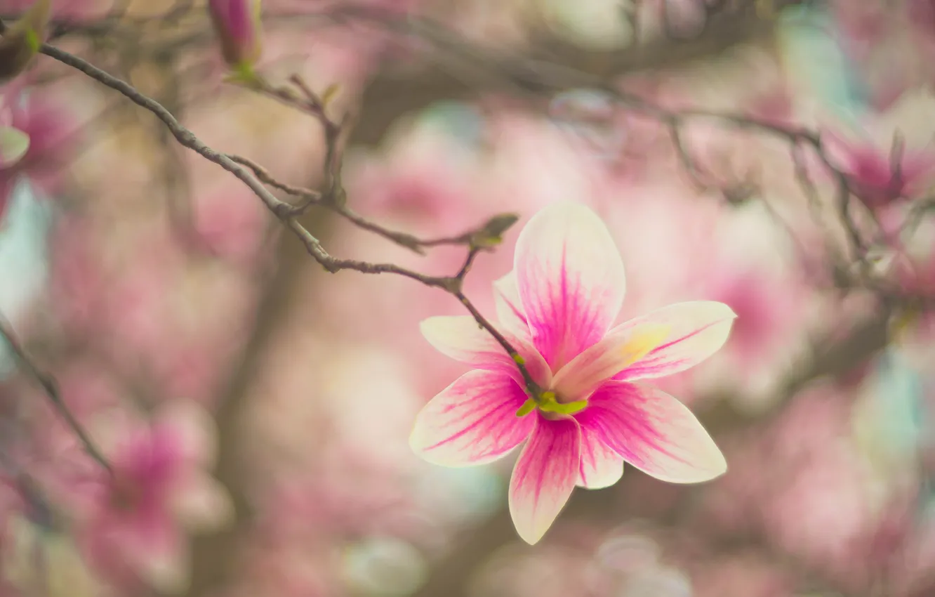 Photo wallpaper flowers, branches, blur, spring, pink, flowering, gently, bokeh