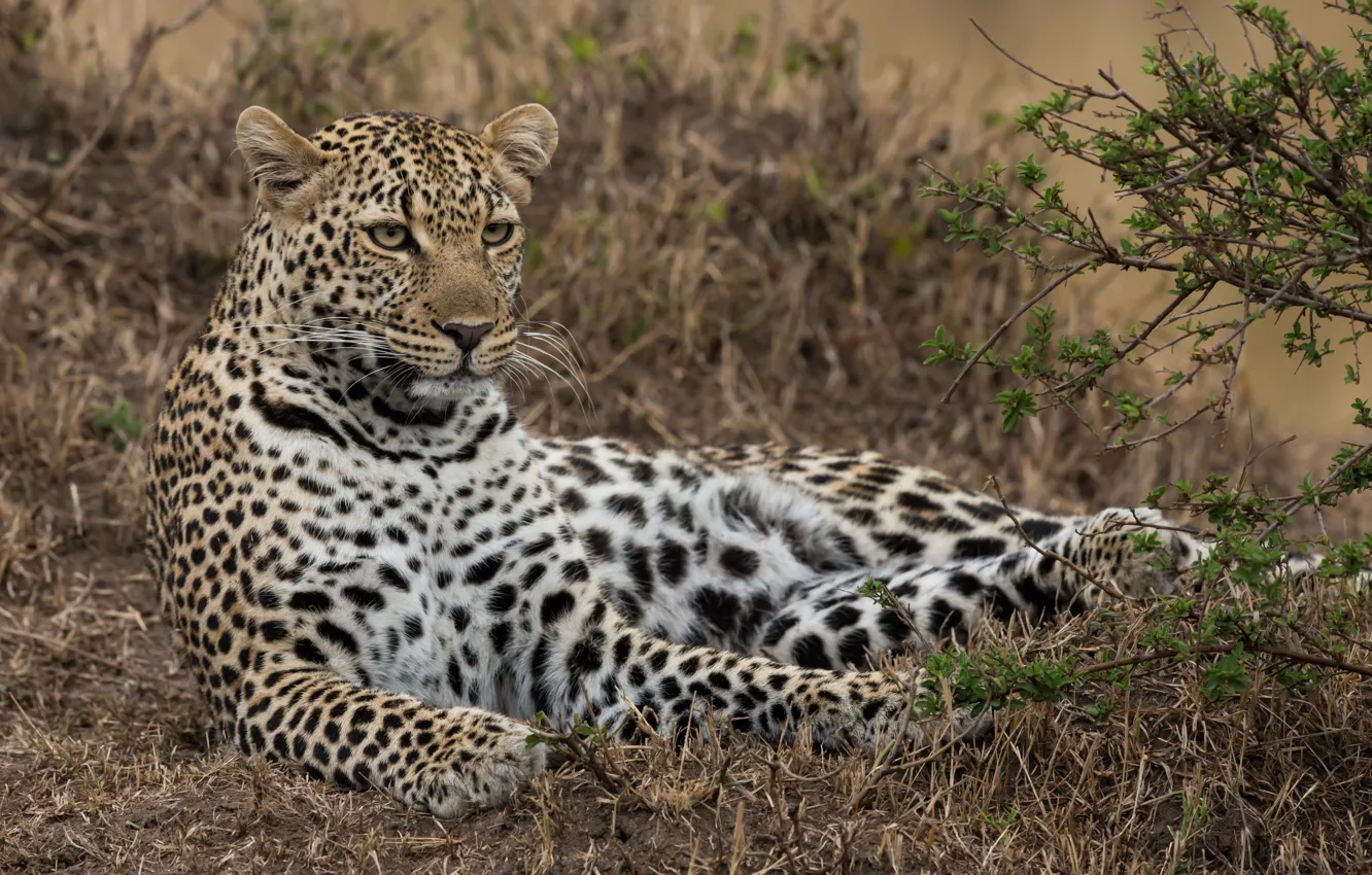 Photo wallpaper stay, leopard, wild cat, Kenya, Masai Mara