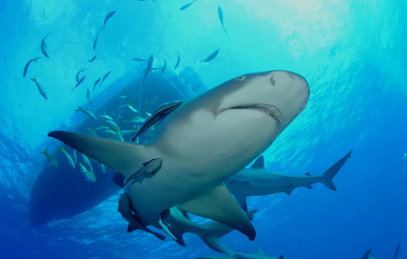 Photo wallpaper the ocean, ship, the bottom, shark