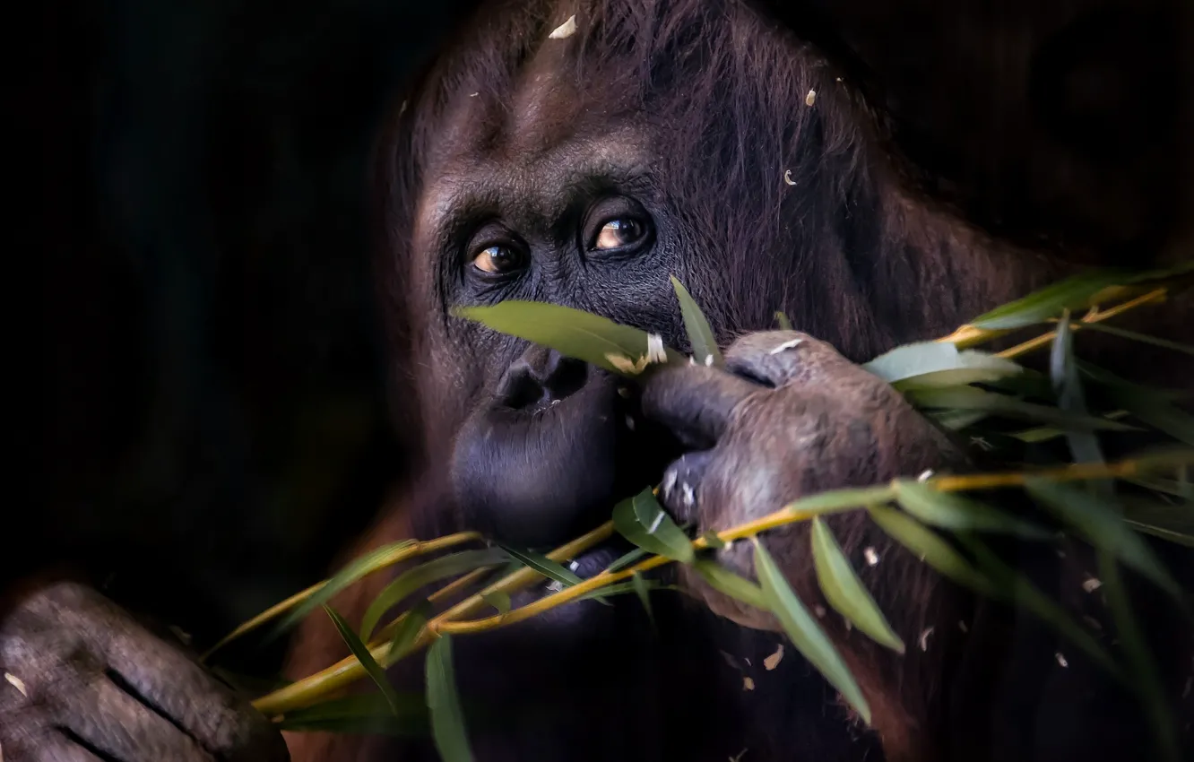 Photo wallpaper branches, monkey, orangutan