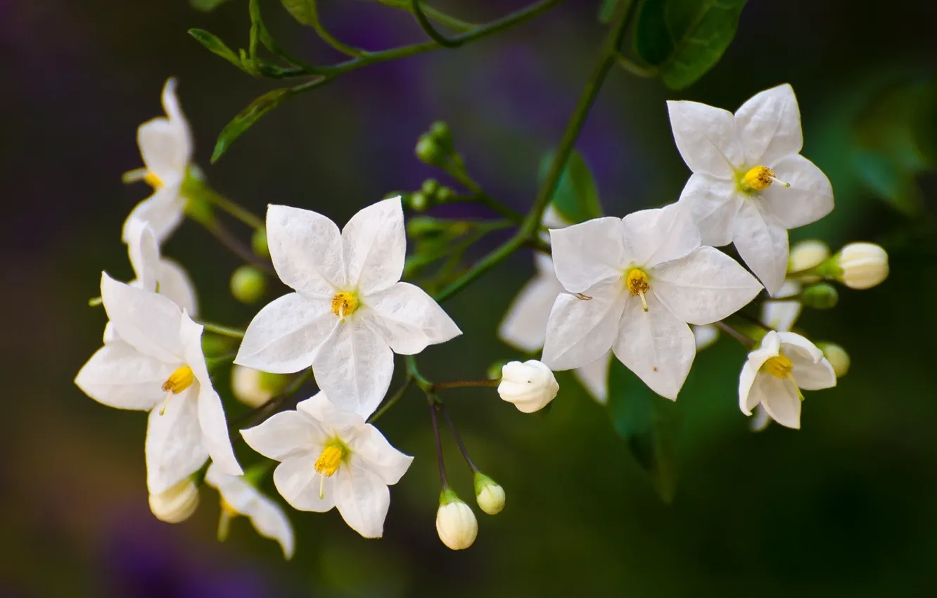 Photo wallpaper flowering in the spring, potato tree, nightshade