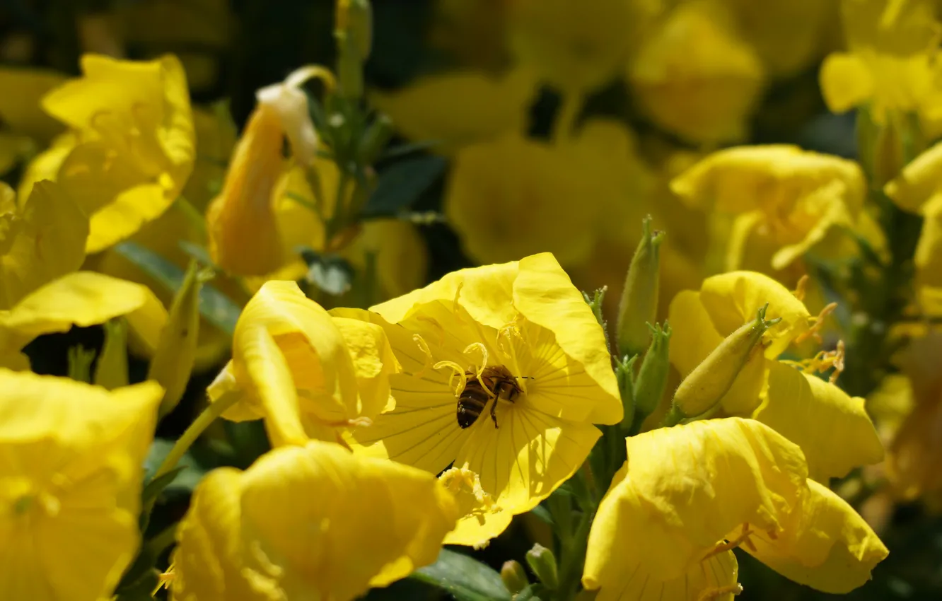 Photo wallpaper summer, nature, bee, plant, insect, yellow flowers