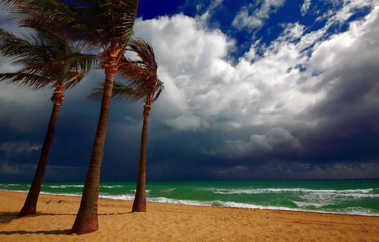 Photo wallpaper sand, beach, water, clouds, clouds, palm trees, the wind, shore