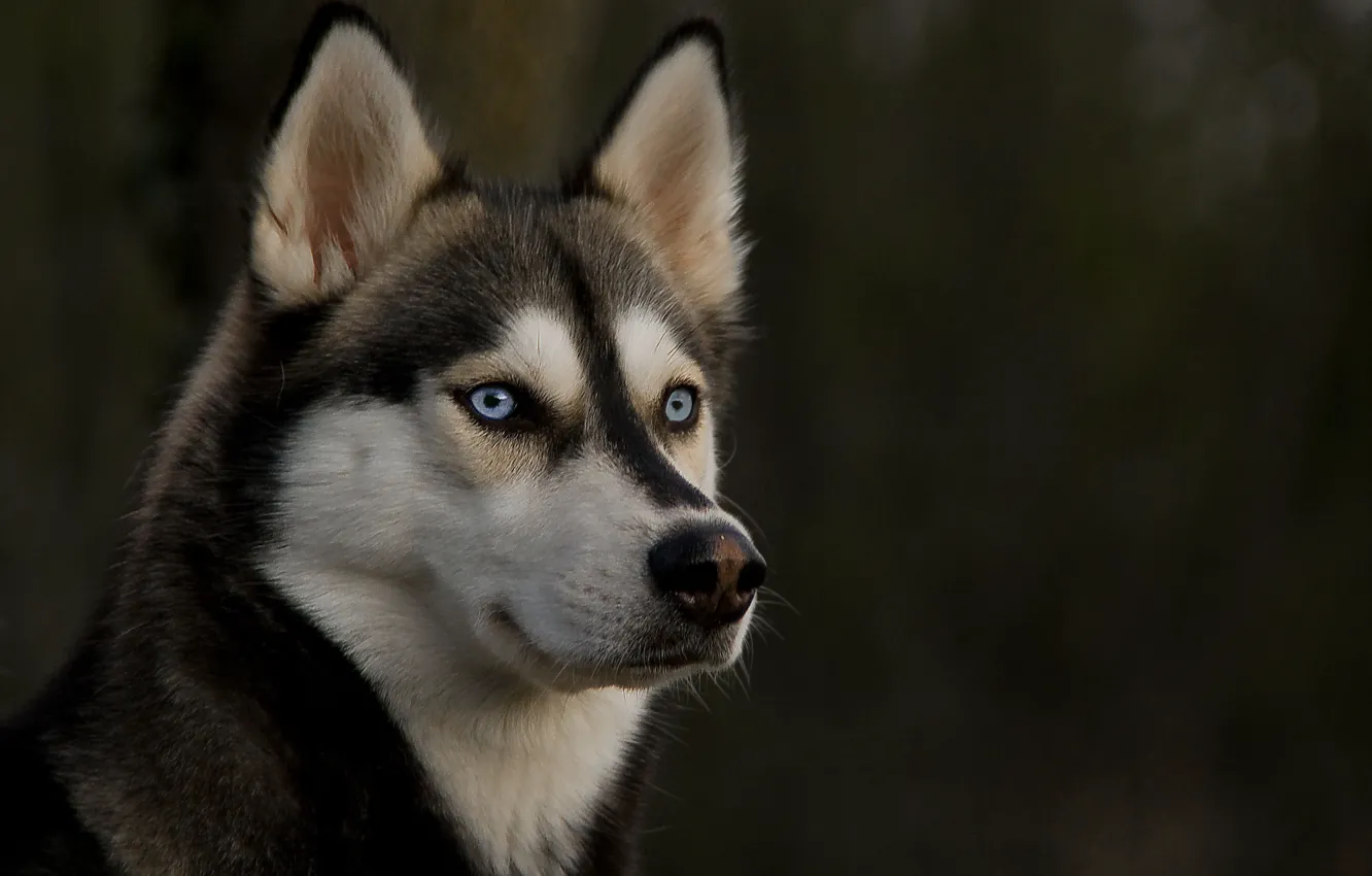 Photo wallpaper eyes, look, dog, ears, husky