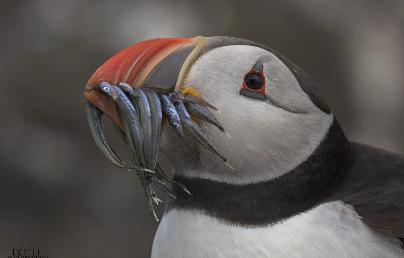 Photo wallpaper bird, fish, stalled