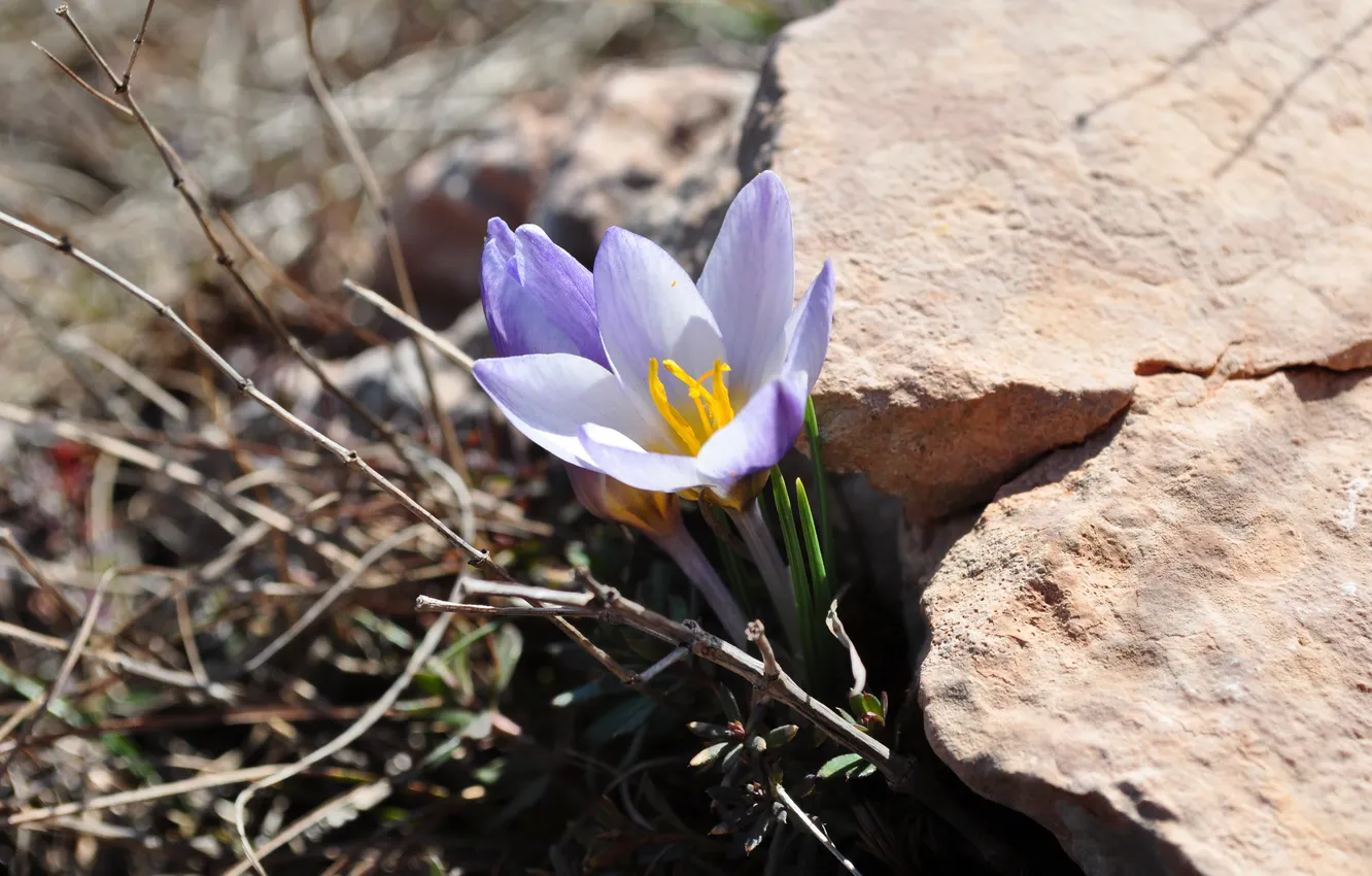 Photo wallpaper flowers, spring, snowdrops, crocuses