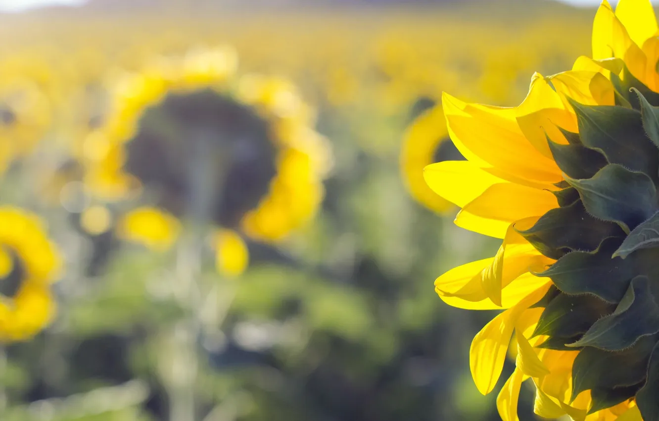 Photo wallpaper summer, sunflowers, nature