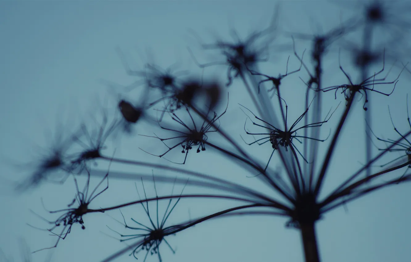 Photo wallpaper the sky, plant, the evening, Dry, inflorescence