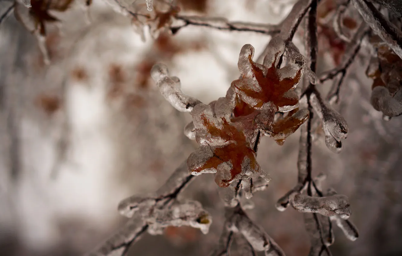 Photo wallpaper ice, winter, leaves, branches, nature