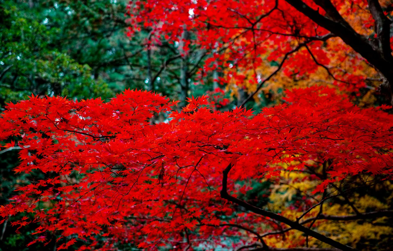 Photo wallpaper leaves, branches, nature, tree, maple Japanese