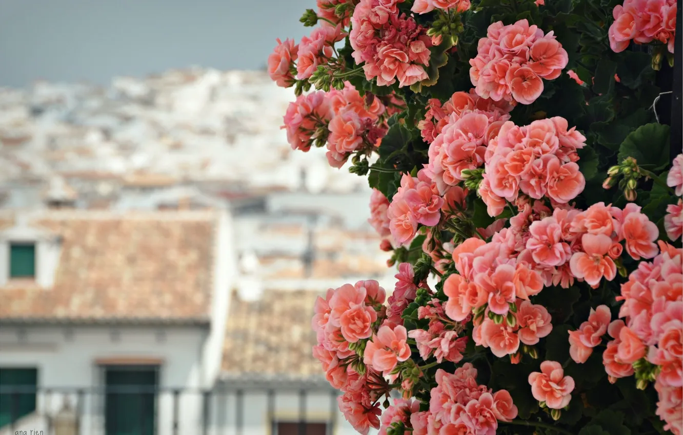 Photo wallpaper bokeh, geranium, inflorescence