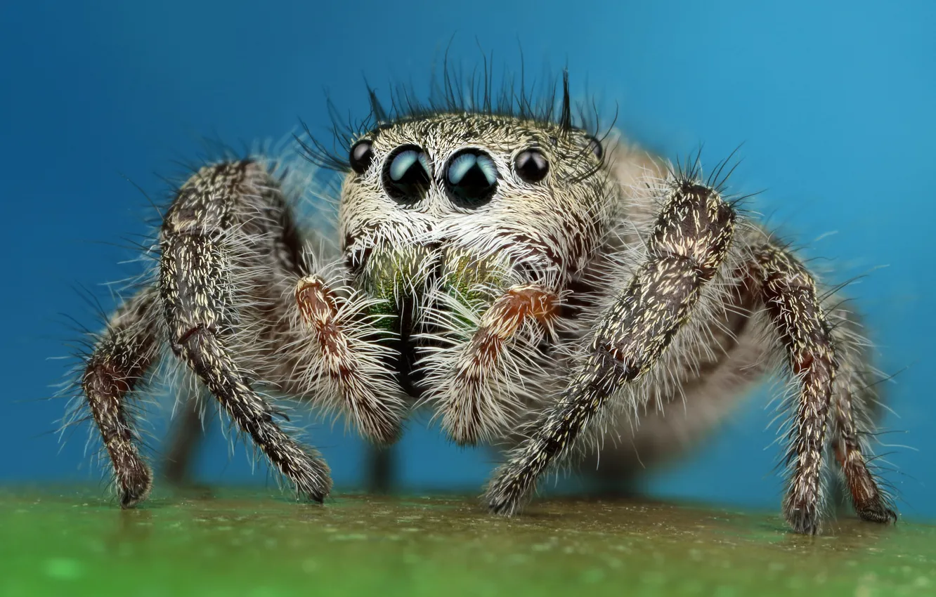 Photo wallpaper eyes, macro, surface, blue, pose, background, legs, spider