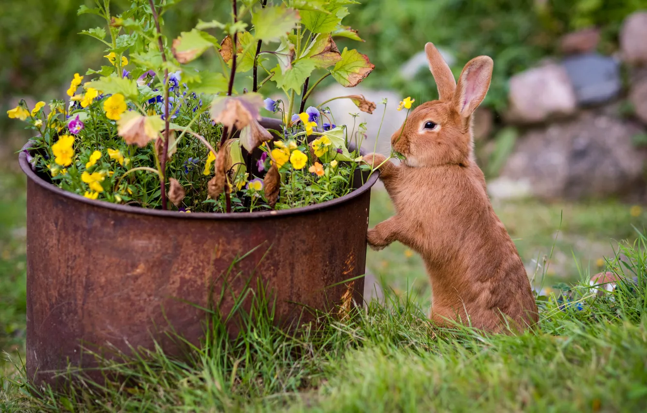 Photo wallpaper grass, flowers, rabbit, red