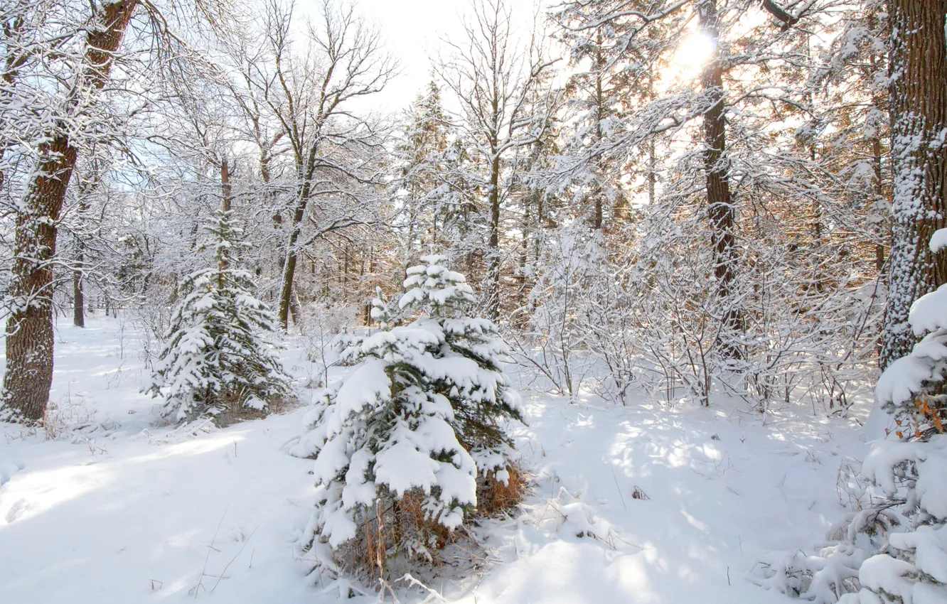 Photo wallpaper winter, forest, snow, trees, tree, spruce