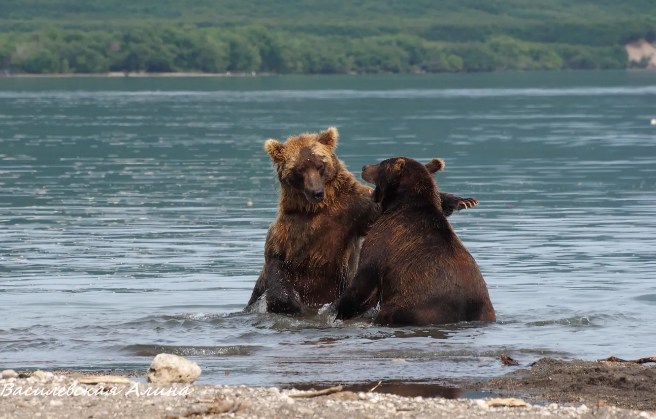 Photo wallpaper water, river, bear, brown, leva, fight, Hook